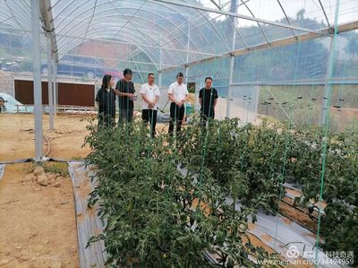 陽光1+1牽手計劃 省農(nóng)科院專家蒞臨古田縣祥輝果蔬種植專業(yè)合作社開展技術指導與種植技術開發(fā)