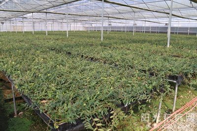 鐵皮石斛種植基地喜獲農業科技成果轉化資金扶持，技術創新迎來新機遇